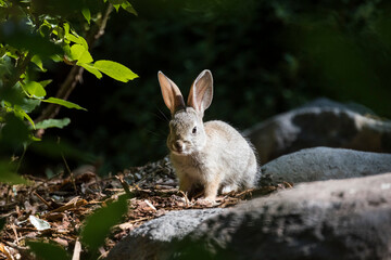 Baby rabbit sits in the light among rocks near a rose bush