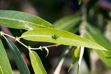 Small irridescent black fly with stripes sits on a long green leaf