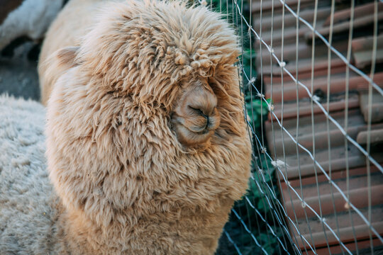 White beautiful furry llama alpaca next to a wire fence in captivity. Eyes are covered with curly fur.