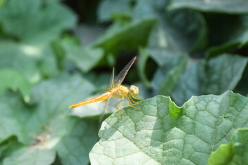 Dragonfly on green plant leaf in garden, insect wildlife animal close up nature flora wallpaper picture