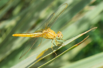 Dragonfly on green plant leaf in garden, insect wildlife animal close up nature flora wallpaper picture