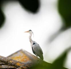 Grey heron ardea cinerea | Majestic bird