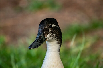 Duck in a field | Daffy Duck