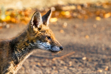 🦊 The red fox | Enchanted by the light