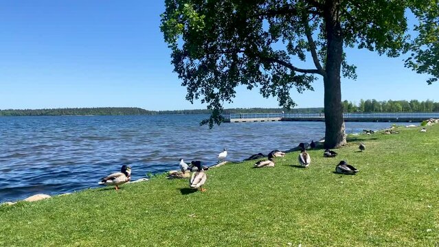 ducks, drakes and pigeon sunbathing on green grass and swimming in Lake Valdai