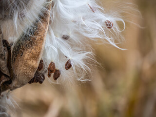 Close-up of a dried milkweed plant that is seeding in a field on a cold November day with blurred grass in the background.