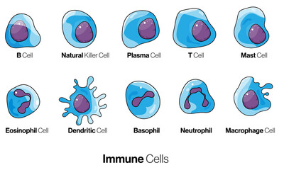 isolated immune cell collection in white background. 