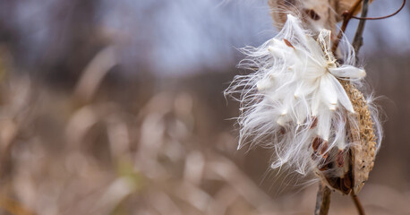Close-up of a dried milkweed plant that is seeding in a field on a cold November day with blurred grass in the background.