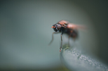 flowers incects close up macro fly 