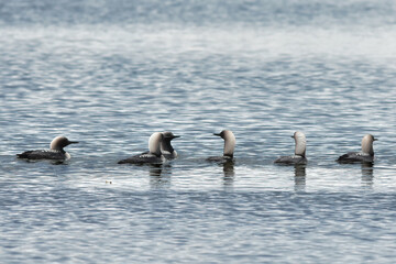Fototapeta premium A group of Pacific loons gather on Wasilla Lake, Alaska, during their fall migration.