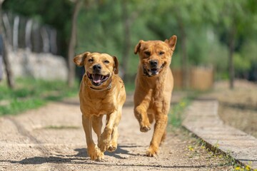 happy dogs running