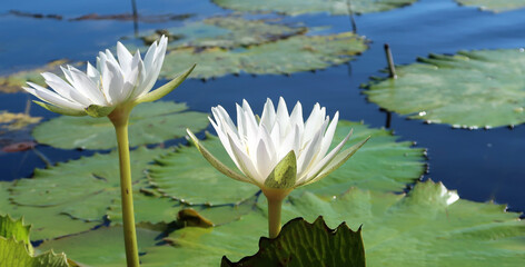 Nymphaea ampla, water lily, Mexico