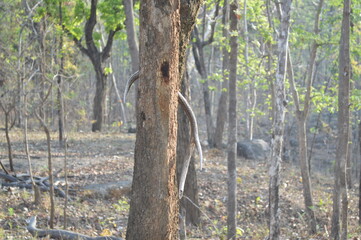 tree in the forest