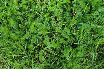 Closeup top view of bright green grass. Natural summer texture or backdrop, selective focus, copy space