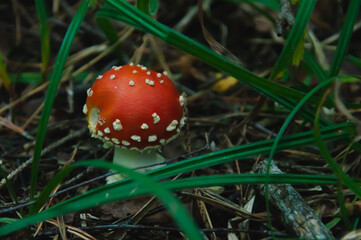 fly agaric mushroom