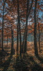 autumn in the forest