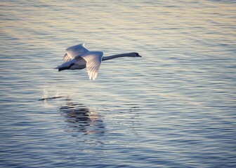 swan in flight