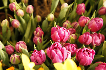 Obraz premium Crimson tulips 