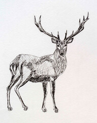 deer liner drawing