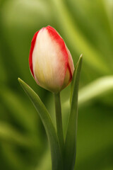 Fototapeta premium red and yellow tulip