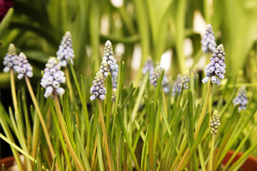 Muscari flowers, Muscari armeniacum, Grape Hyacinths spring flowers blooming in april and may. Muscari armeniacum plant with blue flowers - obrazy, fototapety, plakaty