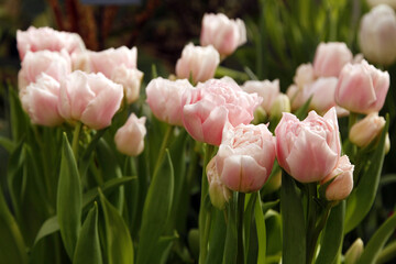 Petals and buds of pink tulip flowers in the garden in selective focus. Tulip "dream". Amazing a soft pink tulip blooming in a park against a backdrop of blurred tulip flowers