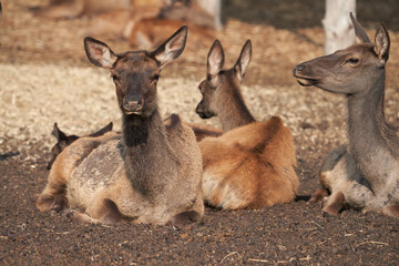 A group of deer (female deer) on vacation at the edge of the forest. Selective focus.