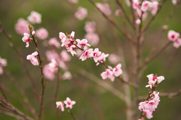 Spring. Blossom. Peach branches with large pink flowers.