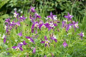 Fototapeta premium Bouquet of blue columbine flowers is on a green leaves background