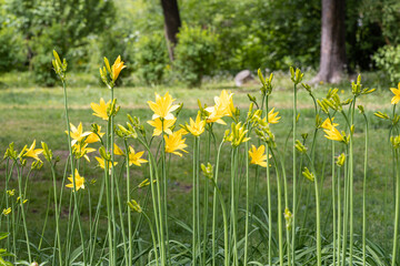 Beautiful yellow flowers and green buds of Amur daylily or Hemerocallis middendorffii are in the summer garden - obrazy, fototapety, plakaty