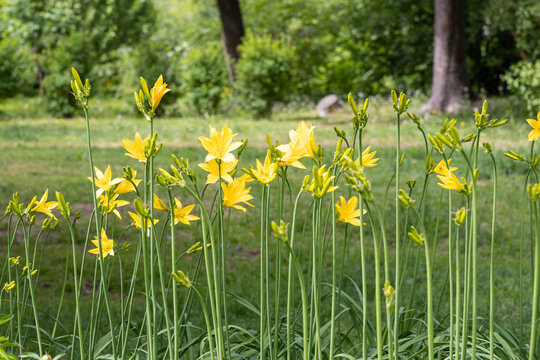 Beautiful yellow flowers and green buds of Amur daylily or Hemerocallis middendorffii are in the summer garden