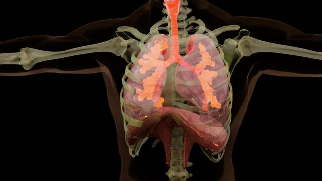 Human Respiratory System Lungs Anatomy Animation Concept. visible lung, pulmonary ventilation, trachea, Realistic high quality 3d medical animation