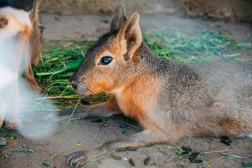 Naklejka premium Patagonian Mara resting on ground in zoo, another animal blurred background, some green leaves food near