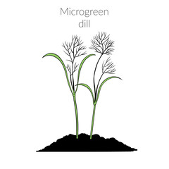 Young microgrin sprouts dill, growing microgrin dill, young green leaves, healthy lifestyle concept, vegan healthy food. Realistic hand-drawn illustration, isolated on a white background.