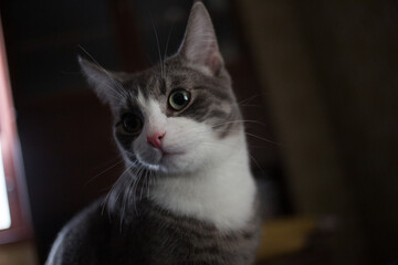 A Grey house cat on dark background