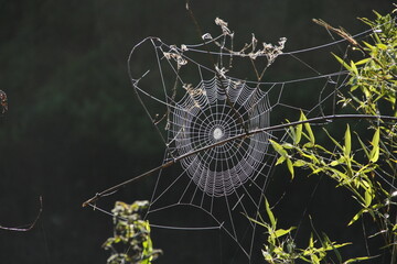 spider, cobweb in the morning