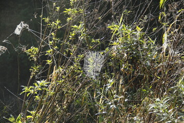 cobweb in the morning