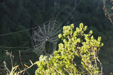 spider web in the morning