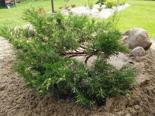 Coniferous plants. Juniperus Sabina Variegata. Yellow and green juniper. Floral Wallpaper