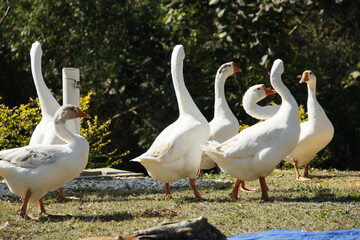 two white geese