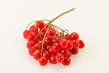 Red tasty and juicy Viburnum berries