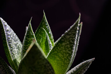 succulent plant isolated on black background