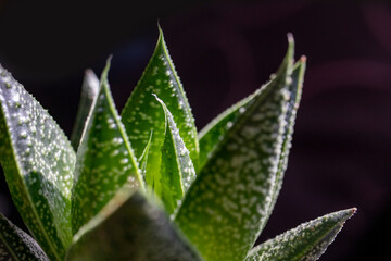 succulent plant isolated on black background