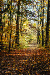 The beautiful autumn forest and the sun shining through the foliage. Autumn landscape. Fallen leaves lying on the ground