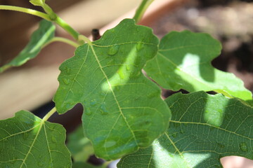 Grüne Blätter nach Regen. Die Sonne scheint, hellgrüne Blätter mit Regentropfen. Regentropfen glänzen auf dem Blatt. Tautropfen rollen auf der glatten, grünen Oberfläche. Der Tau Tropfen.