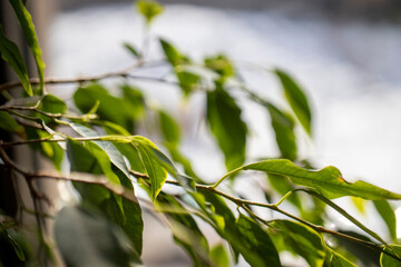 green leaves on a tree