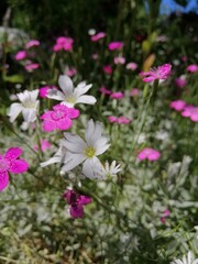 Fototapeta premium Floral wallpaper with white and pink Carnation blooming flowers. Dianthus deltoides