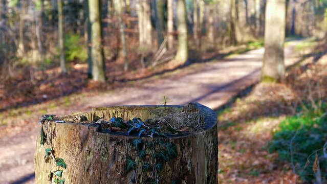 Focus pull on a dried stump along a forest road in the forest of Grünwald, Zurich, Switzerland