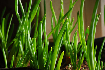 Fototapeta na wymiar Growing spring onions at home