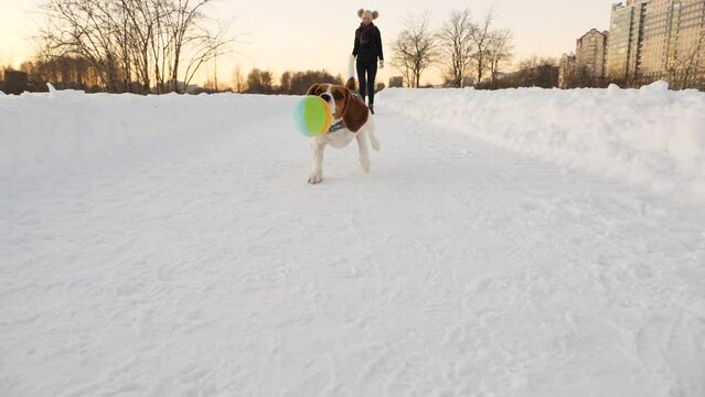 Woman toss toy towards camera, hilarious doggy run for ball, trying to catch it on the fly and miss, funny slide on snow. Owner girl play with sportive young beagle at winter park